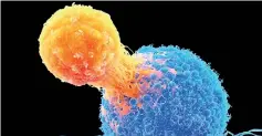  ?? ?? T-cell (orange) attacking a cancerous cell (blue)