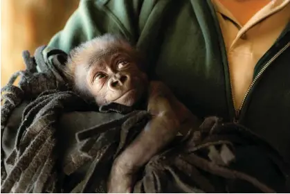  ?? ?? Jameela, a baby gorilla. Photograph: Fort Worth Zoo