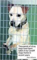  ?? Alan Williams ?? Thousands of stray dogs have been taken in by Cardiff Dogs Home in recent years