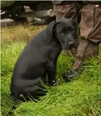  ?? ?? Encourage a puppy to be happy in the field before you embark on any formal training