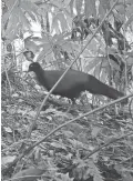  ?? AMERICAN BIRD CONSERVANC­Y ?? A black-naped pheasant-pigeon was spotted by researcher­s for the second time ever.