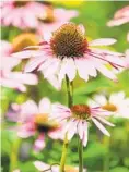 ?? GETTY IMAGES ?? Pink-purple petals stand out in coneflower­s, Latin name: Echinacea purpurea ‘Magnus.’