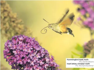  ?? Pic: Richard Burkmar ?? Hummingbir­d hawk moth Pic: Derek Moore
Inset below, cinnabar moth