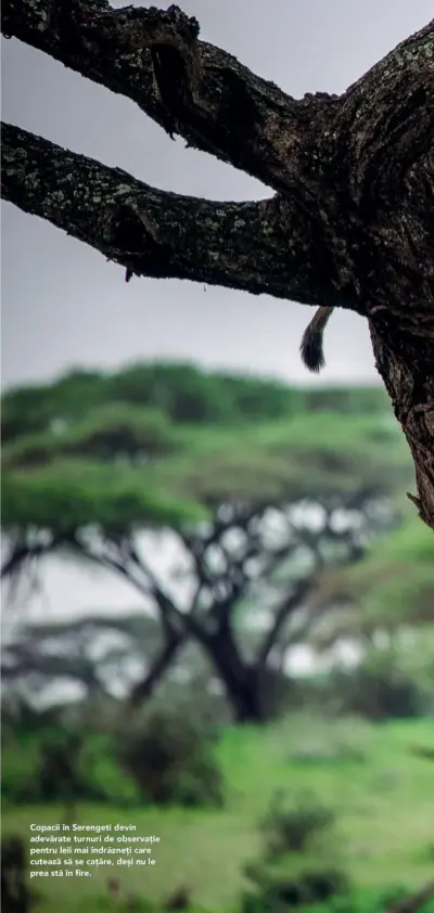  ??  ?? Copacii în Serengeti devin adevărate turnuri de observație pentru leii mai îndrăzneți care cutează să se cațăre, deși nu le prea stă în fire.
