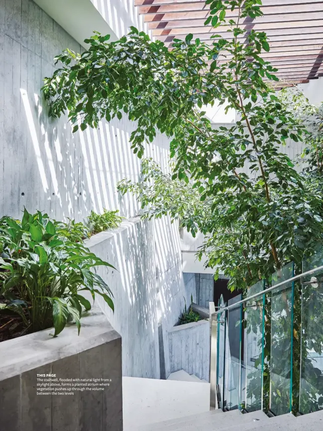  ??  ?? THIS PAGE
The stairwell, flooded with natural light from a skylight above, forms a planted atrium where vegetation pushes up through the volume between the two levels