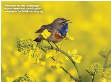  ??  ?? Bluethroat­s are very rare passage migrants sometimes seen along the east coast of the British Isles in spring