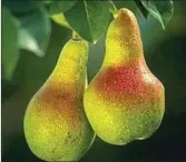  ??  ?? Pears on a tree