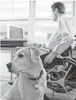  ?? GETTY IMAGES/HUNTSTOCK ?? Guide dogs are becoming increasing­ly common in offices across the United States. One in five people in the U.S. have a disability, according to the 2010 Census.