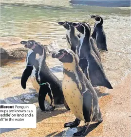  ?? ?? Different Penguin groups are known as a “waddle” on land and a “raft”in the water