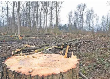  ?? FOTO: SASCHA RIXKENS ?? In dieser Woche hat die Baustelle im Bresgespar­k begonnen: Die Niers wird dort renaturier­t und auf 3,7 Kilometer verlängert. Erstmal werden dafür Bäume gefällt.