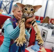  ?? Karen Warren / Houston Chronicle ?? “Roxanne,” an Oriental Shorthair, is held up by Chris Willingham during the Houston Cat Club Charity Cat Show.