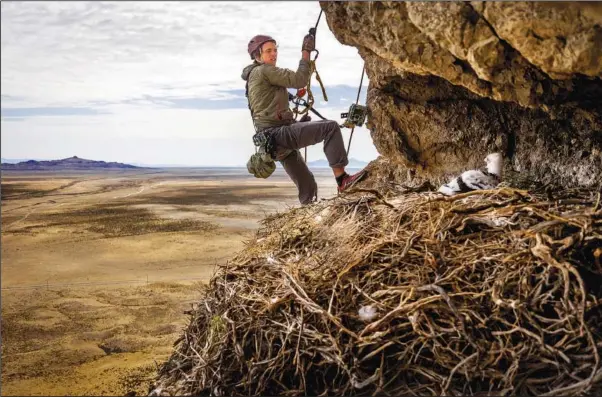  ?? (AP/The Deseret News/Spenser Heaps) ?? Hawkwatch Internatio­nal field biologist Max Carlin returns a golden eagle nestling to its nest May 20 after his team collected samples and data from it in a remote area of Box Elder County, Utah.