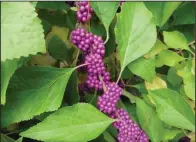  ?? (Special to the Democrat-Gazette/Janet B. Carson) ?? Callicarpa americana is commonly called beautyberr­y or French mulberry.