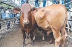  ??  ?? GOOD QUALITY: Five Droughtmas­ter cattle sold for 255¢/kg at the last sale for the year.