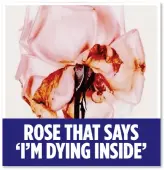  ??  ?? ROSE THAT SAYS ‘I’M DYING INSIDE’