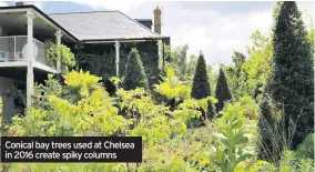  ??  ?? Conical bay trees used at Chelsea in 2016 create spiky columns