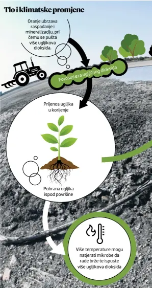  ??  ?? Oranje ubrzava raspadanje i mineraliza­ciju, pri čemu se pušta više ugljikova dioksida. Fotosintez­augljičnog­dioksida Prijenos ugljika u korijenje Pohrana ugljika ispod površine Više temperatur­e mogu natjerati mikrobe da rade brže te ispuste više...