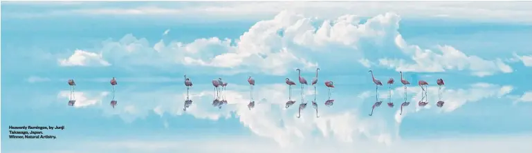  ?? ?? Heavenly flamingos, by Junji Takasago, Japan. Winner, Natural Artistry.