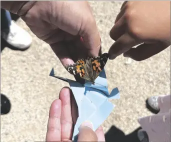  ?? PHOTO COURTESY OF IMPERIAL VALLEY DESERT ?? Ocotillo Blooms 2022 butterfly release.