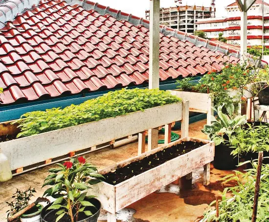 PressReader IDEA 2014 10 01 Taman  Sayur di Atap  Rumah 