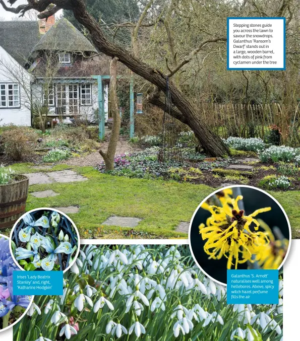  ??  ?? Stepping stones guide you across the lawn to savour the snowdrops. Galanthus ‘Ransom’s Dwarf’ stands out in a large, wooden barrel, with dots of pink from cyclamen under the tree