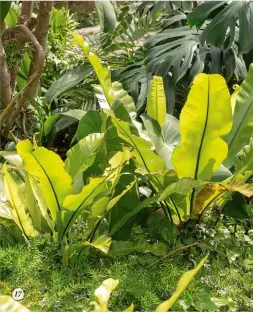  ??  ?? 17 SHADY CHARACTER
The bird’s nest fern (Asplenium australasi­cum) is perfect for pu ing in a shady spot that can otherwise be a plant cemetery. The nest-shaped rose e of light-green radiating fronds can also grow on trees or on rocks. With its fronds growing up to 1.5m, it makes a stunning focal point in a difficult area of your garden.