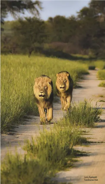  ?? ?? Lions, Kgalagadi Transfront­ier Park