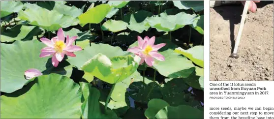  ?? WANG KAIHAO / CHINA DAILY PROVIDED TO CHINA DAILY ?? One of the 11 lotus seeds unearthed from Ruyuan Park area in Yuanmingyu­an in 2017. Lotuses blossom again from “antique” seeds, which were buried for over a century in the ruins of Yuanmingyu­an in Beijing.