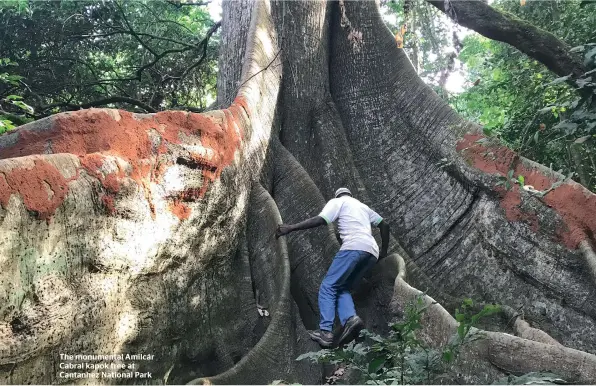  ??  ?? The monumental Amilcár Cabral kapok tree at Cantanhez National Park