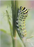  ??  ?? Older larvae of the black swallowtai­l are green with black transverse bands containing yellow spots.