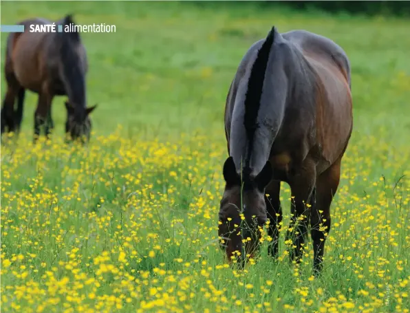  ??  ?? L’alimentati­on des chevaux, et donc les minéraux et vitamines qu’ils trouvent, est liée au sol sur lequel ils évoluent.