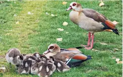  ?? FOTO: CC BY SA 3.0 ?? Nilgänse lieben Liegewiese­n an Seen.