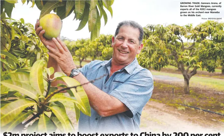  ?? Picture: BRENDAN RADKE ?? GROWING TRADE: Gennaro Arena, of Barron River Gold Mangoes, currently exports all of the R2E2 mangoes grown on his orchard near Mareeba to the Middle East.