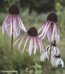  ??  ?? Echinacea pallida.