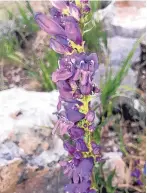  ??  ?? Purple Rocky Mountain penstemon are plentiful along the mountain trails.