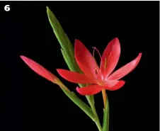  ??  ?? 6 Scarlet Lily by Pat Thacker A simple yet bold compositio­n – the vibrant red of the flower really pops from the black background. 6