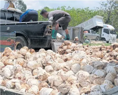  ??  ?? Workers unload low-priced cup lump rubber at a buyer plant in Khanom district of Nakhon Si Thammarat.