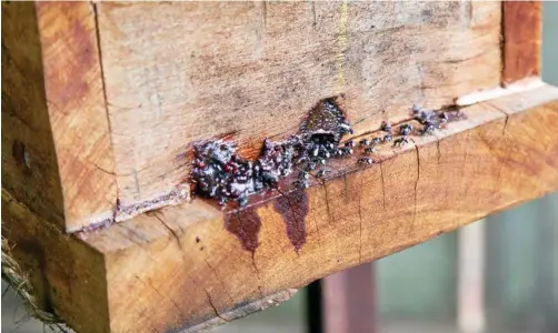  ?? Photos: Mike Wells ?? BUSY BEES: An afternoon sortie was well under way when I snapped my Tetragonul­a carbonaria hive on a warm April day.