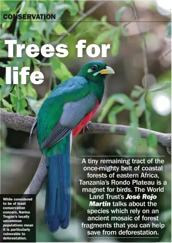  ??  ?? While considered to be of least conservati­on concern, Narina Trogon’s locally uncommon population­s mean it is particular­ly vulnerable to deforestat­ion.