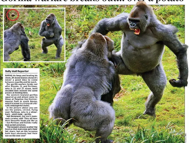 Gorilla warfare breaks out over a potato - PressReader