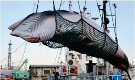  ?? FOTO: TT/AP/KYODO NEWS ?? En vikval som fångats för vad Japan kallar forsknings­ändamål i hamnen i■ Kushiro förra året.