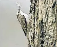  ?? John and Tracey Langley ?? Treecreepe­r seeking food