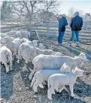  ?? Photo / Warren Buckland ?? Sheep wait in the Stortford Lodge, Hastings yards mid-week, in brilliant winter sunshine.