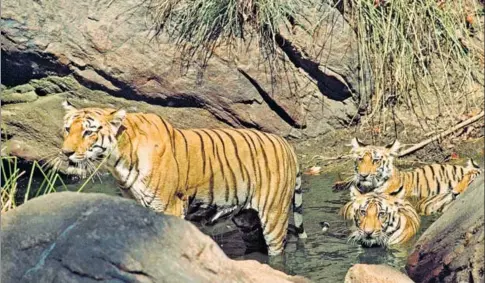  ?? NATIONAL GEOGRAPHIC/GETTY IMAGES ?? A tiger and her three cubs wade in a rocky water hole in Kanha National Park, Madhya Pradesh.