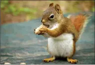  ?? DREAMSTIME/TRIBUNE NEWS SERVICE ?? UC Berkeley research shows squirrel behavior is not so nutty.