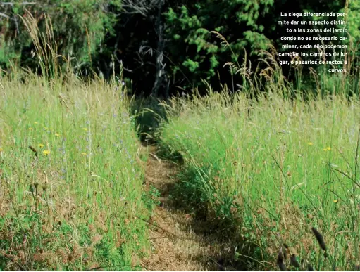  ??  ?? La siega diferencia­da permite dar un aspecto distinto a las zonas del jardín donde no es necesario caminar, cada año podemos cambiar los caminos de lugar, o pasarlos de rectos acurvos.