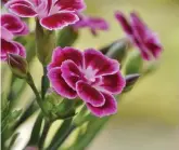  ?? ?? Dianthus