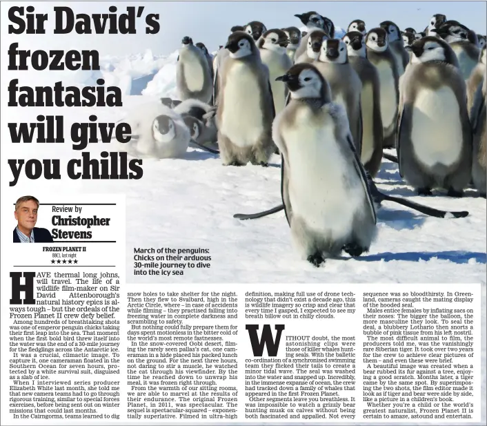  ?? ?? March of the penguins: Chicks on their arduous 30-mile journey to dive into the icy sea