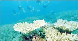  ??  ?? BATU karang yang memenuhi dasar laut di salah satu tapak selaman di Pulau Mantanani.