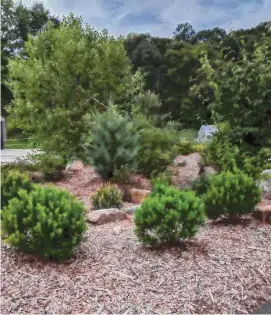  ?? Cynthia Rabinowitz/Contribute­d photo ?? A common rain garden shows the benefits of using rainwater on the landscape.